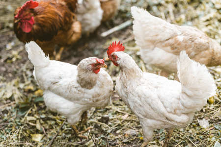Chickens on dried grass in enclosure. White hens walking on heap of dried grass in enclosure on summer day on farm.の写真素材