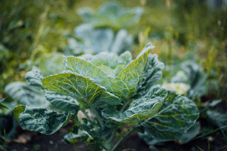 Close-up of cabbage. Cabbage grows in the gardenの写真素材