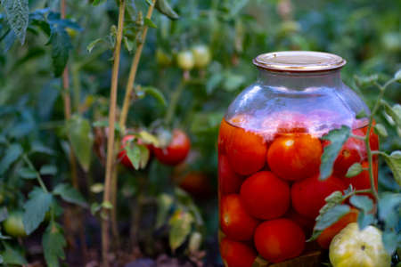 Close up of big glass jar with pickled vegetables in beds with growing tomatoes. Canned tomatoes in sealed jar on ground in vegetable gardenの写真素材