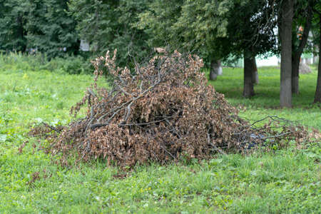 Large pile of dry branches on street. Close up of heap of rubbish from dried logs on groundの写真素材