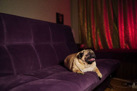 Funny pug lying on the couch at home. Cute dog resting on the couch. Cute dog lying on the couch at night.の写真素材