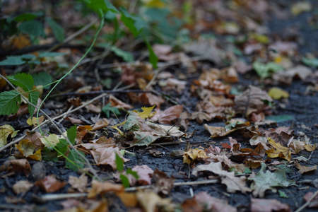 Close up of ground with fallen leaves in autumn season. Various dry foliage on ground in autumn...