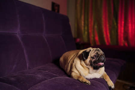 Funny dog resting on sofa. Cute pug with sticking out tongue relaxing on comfortable couch in cozy living room at home.の写真素材