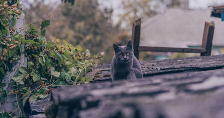 Domestic cat sitting on roof. Cute gray pussycat resting on fresh airの写真素材