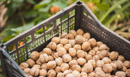 Close up of walnuts crop in crate. Pile of nuts in shell outdoors in garden