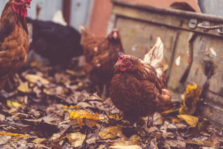 Chickens on fallen leaves in the aviary. Brown chickens walk on a pile of dry leaves in an aviary on...