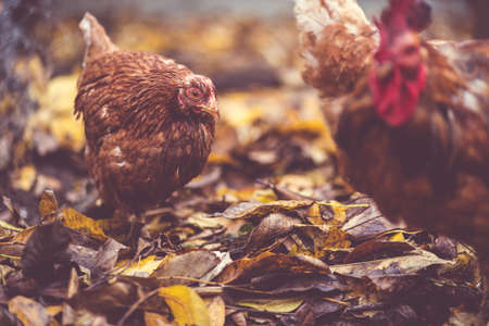 Chickens on fallen leaves in the aviary. Brown chickens walk on a pile of dry leaves in an aviary on an autumn day on a farm.の写真素材