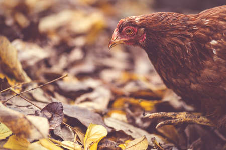 Chicken on fallen leaves in the aviary. Brown chicken walking on a pile of dry leaves in an aviary...