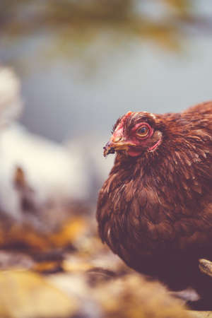 Chicken on fallen leaves in the aviary. Brown chicken walking on a pile of dry leaves in an aviary on an autumn day on a farm.の写真素材