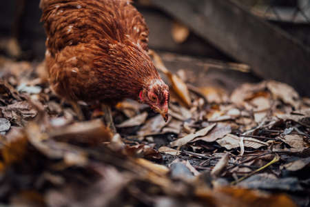 Chicken on fallen leaves in the aviary. Brown chicken walking on a pile of dry leaves in an aviary on an autumn day on a farm.の写真素材