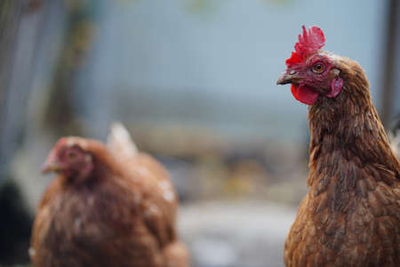 Chickens in enclosure. Brown hens walking on autumn day on farm. Red chicken walking in paddock....