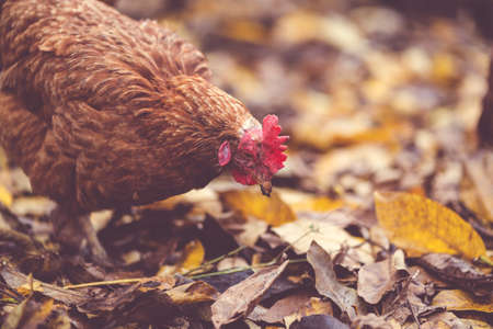 Chicken on fallen leaves in the aviary. Brown chicken walking on a pile of dry leaves in an aviary...