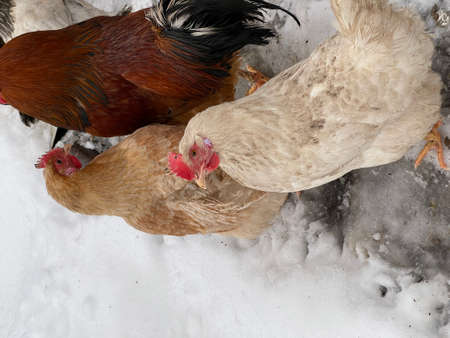 Close up of chickens walking in courtyard in wintertimeの写真素材