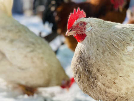 Close up of chickens walking in courtyard in wintertime