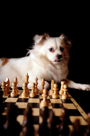 Close up of beautiful white spitz with chess pieces on chessboard. Cute dog playing chess on black backgroundの写真素材