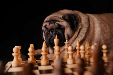 Close up of big pug sleeping near with chess pieces on chessboard. Bored dog with chess on black...