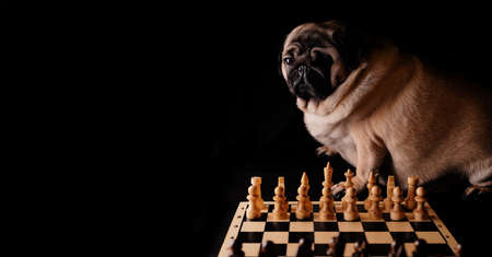 Close up of big pug with chess pieces on chessboard. Thoughtful pretty dog playing chess on black backgroundの写真素材