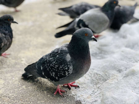 A flock of pigeons walks in the snow during the day.