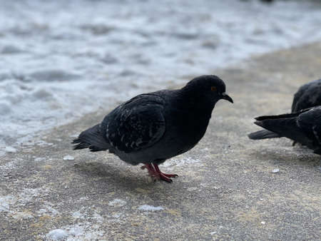 Close up of pigeon on street in winter season. Bird walking on ground in wintertimeの写真素材