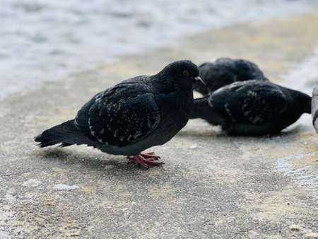 Close up of pigeons on street in winter season. Flock of birds walking on ground in search for food in wintertimeの写真素材