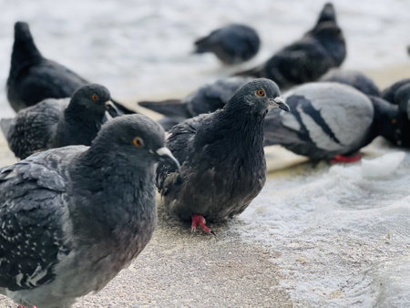 Close up of pigeons on street in winter season. Flock of birds walking on ground in search for food in wintertimeの写真素材