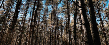 Close up of forest in early spring. Beautiful landscape of tree trunks on sunny dayの写真素材