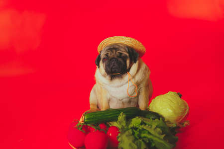 Close up of tired cute pug with red tomatoes on orange background. Relaxed dog in straw hat with vegetables after harvest. Concept of agriculture and organic foodの写真素材