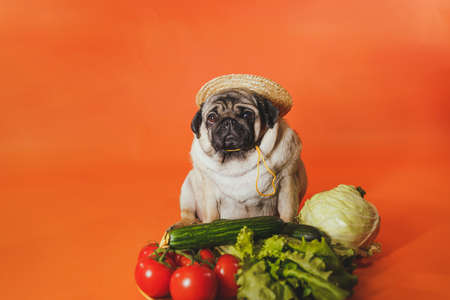Close up of tired cute pug with red tomatoes on orange background. Relaxed dog in straw hat with vegetables after harvest. Concept of agriculture and organic foodの写真素材