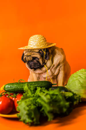 Pug farmer with organic vegetables. The dog in the straw hat with fresh harvest. Homegrown harvest.の写真素材
