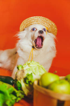 Close up of tired white spitz with tomatoes, cucumbers, lettuce and cabbage on orange background. Relaxed cute dog in straw hat with vegetables after harvest. Concept of agriculture and organic foodの写真素材
