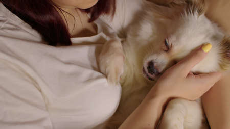 Close up of white spitz lying on woman. Unknown female stroking relaxed dog