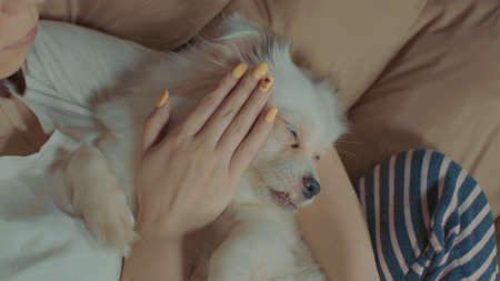 Close up of white spitz lying on woman. Unknown female stroking relaxed dog