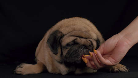 Close up of cute pug eats delicious food, lying on black background. Unrecognizable person gives dog snack.の写真素材