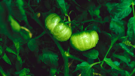 Green tomatoes with water drops growing in beds. Wet vegetables on branch in vegetable garden....