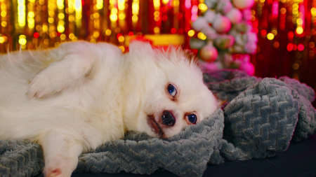Cute dog resting in New Years atmosphere. White spitz lying on gray plaid on background of bright highlights, gift box and little christmas tree.の写真素材