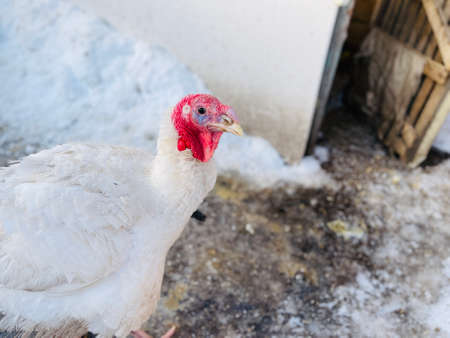 Turkeys on snowy ground on farm. From above white turkeys standing on cold snowy ground in enclosure on winter day on farmの写真素材