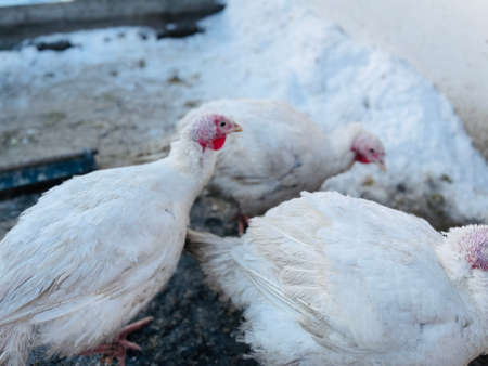 Turkeys on snowy ground on farm. From above white turkeys standing on cold snowy ground in enclosure on winter day on farmの写真素材