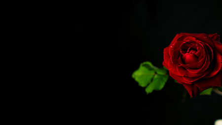 Bright red rose in dark room. From above red rose with green leaves and red petals on black backgroundの写真素材