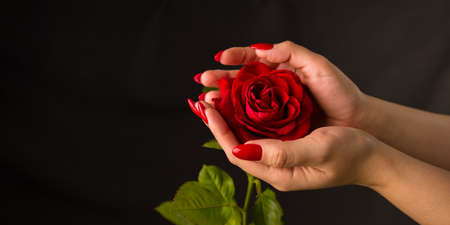 Crop person with red rose. Crop anonymous person demonstrating red rose with red petals against black backgroundの写真素材