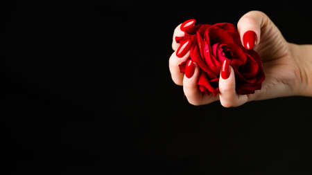 Crop person showing red rose. From above of crop anonymous person demonstrating fresh red rose against black backgroundの写真素材