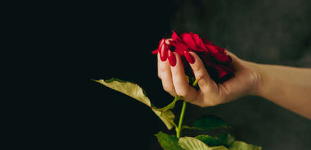 Crop person with red rose. From above crop hand of anonymous person holding red rose with green leavesの写真素材