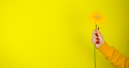 Young womans hand with yellow flower. Crop unrecognizable person with red manicure holding gerbera on yellow background.の写真素材