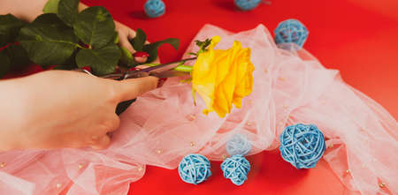 Womens hands holds rose flower on red background with decor. Unrecognizable person with scissors...