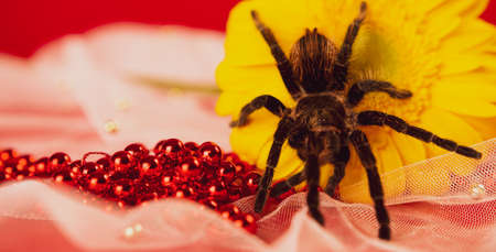Big spider on yellow flower. Shaggy tarantula on gerbera flower. Close up.の写真素材