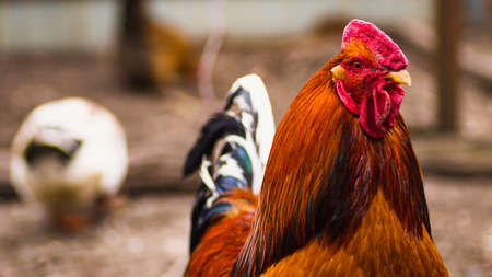 Side view of bright red rooster with brown plumage and pointed beak standing on blurred background.