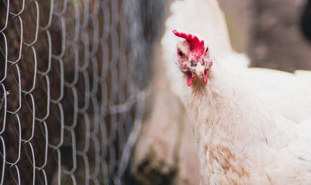 White chicken in the pen. Flock of white birds with white plumage and pointed beak looking at camera...