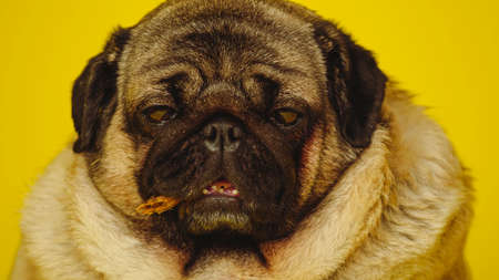 Cute pug with dog treats in his mouth on a yellow background. Charming pet pug sitting on a yellow...