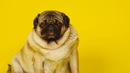 Cute pug with dog treats in his mouth on a yellow background. Charming pet pug sitting on a yellow background in the studio and looking at the camera.の写真素材