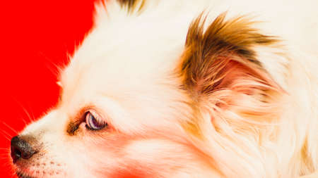 Fluffy white dog lying on red background. Relaxed spitz resting in studioの写真素材