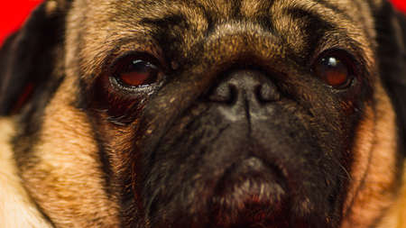 Cute pug dog on red background. Adorable domestic pug dog sitting on yellow background in studio and looking at camera.の写真素材